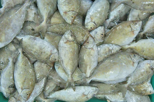 Fishing ban on sheri, safi and andaq to take effect